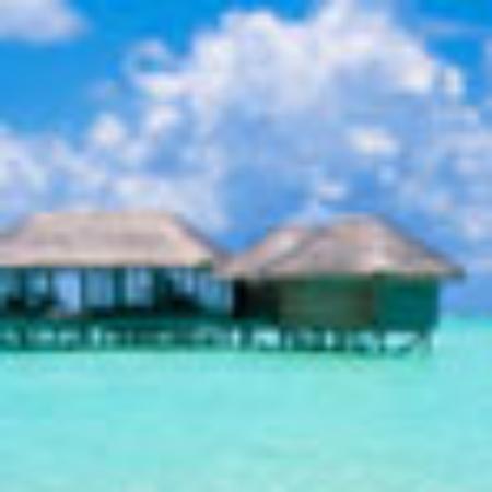 Famous House Octopus Village